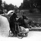 Image for article titled Strange Historic Photos Of Intelligent Animals